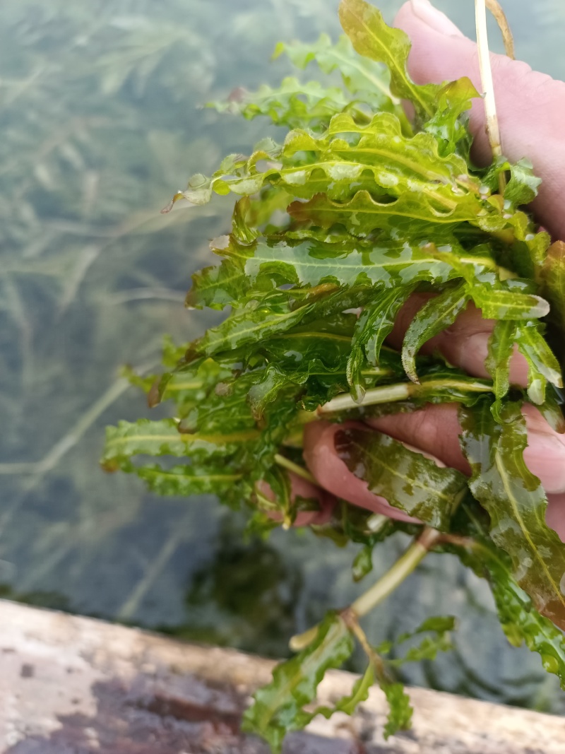 山东菹草芽孢，产地直发品质保证，发往全国，欢迎咨询