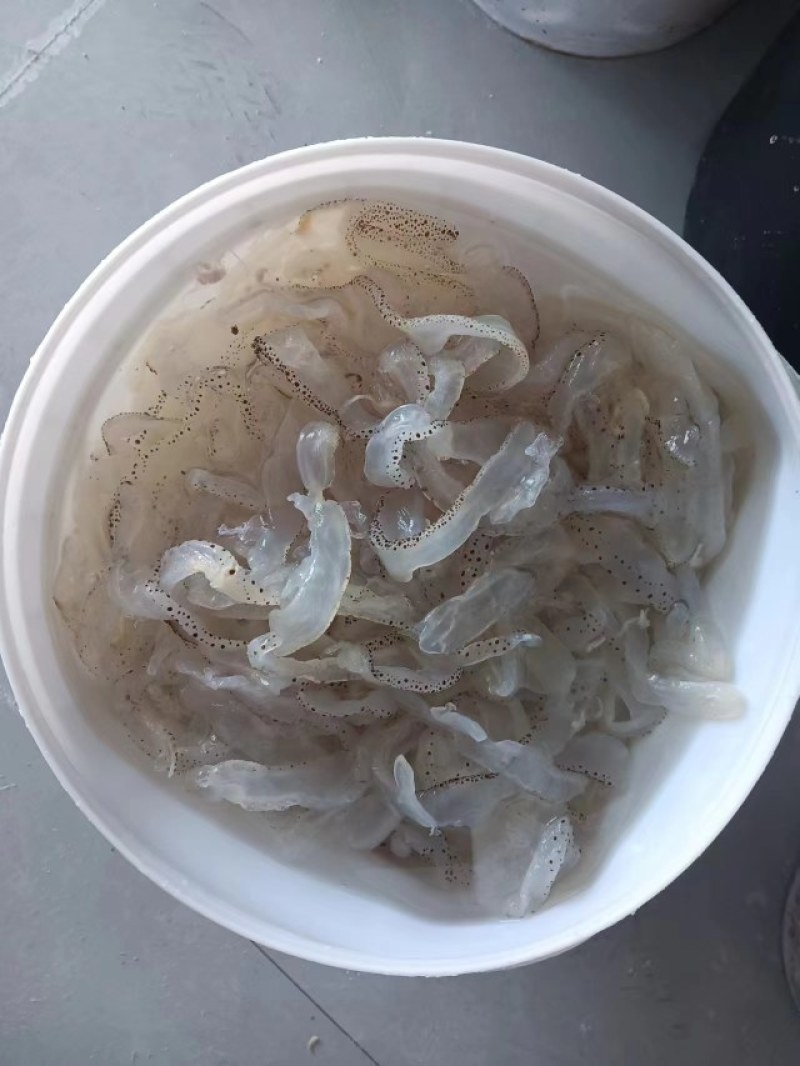 山东海蜇皮品质保证诚信经营欢迎联系接商超市场电商