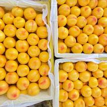 自家百亩果园，优质黄桃，新鲜采摘保证品质！