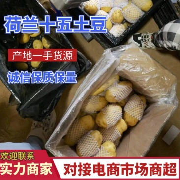 新鲜大棚土豆上市好颜色亮黄皮黄心薯型好，