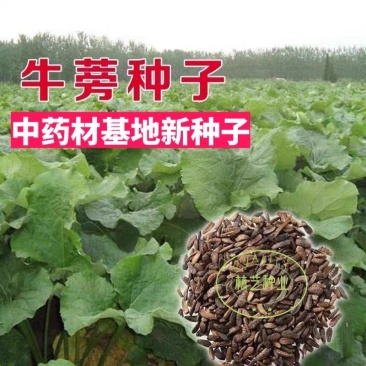 牛蒡种子四季播种牛蒡子种籽野生大力子阳台盆栽药材蔬菜种子