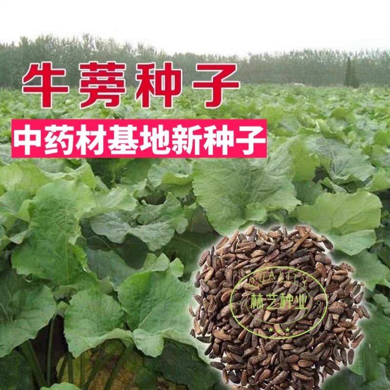 牛蒡种子四季播种牛蒡子种籽野生大力子阳台盆栽药材蔬菜种子