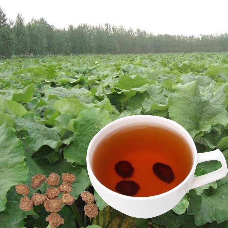 牛蒡种子四季播种牛蒡子种籽野生大力子阳台盆栽药材蔬菜种子