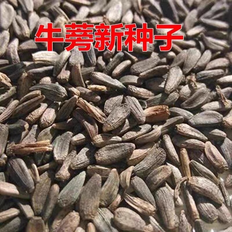 牛蒡种子四季播种牛蒡子种籽野生大力子阳台盆栽药材蔬菜种子