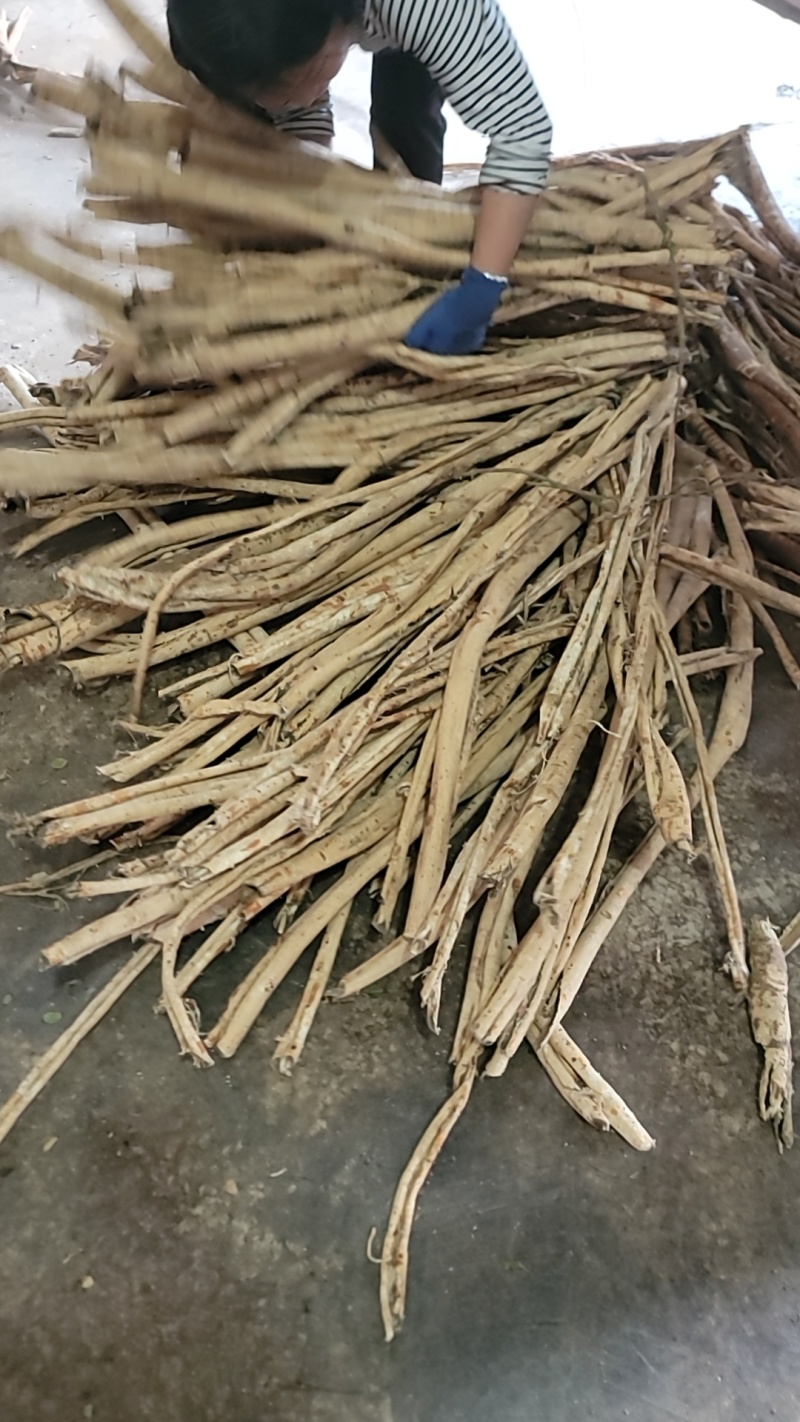 【桑白皮】野桑【产地直销】量大从优岩桑皮