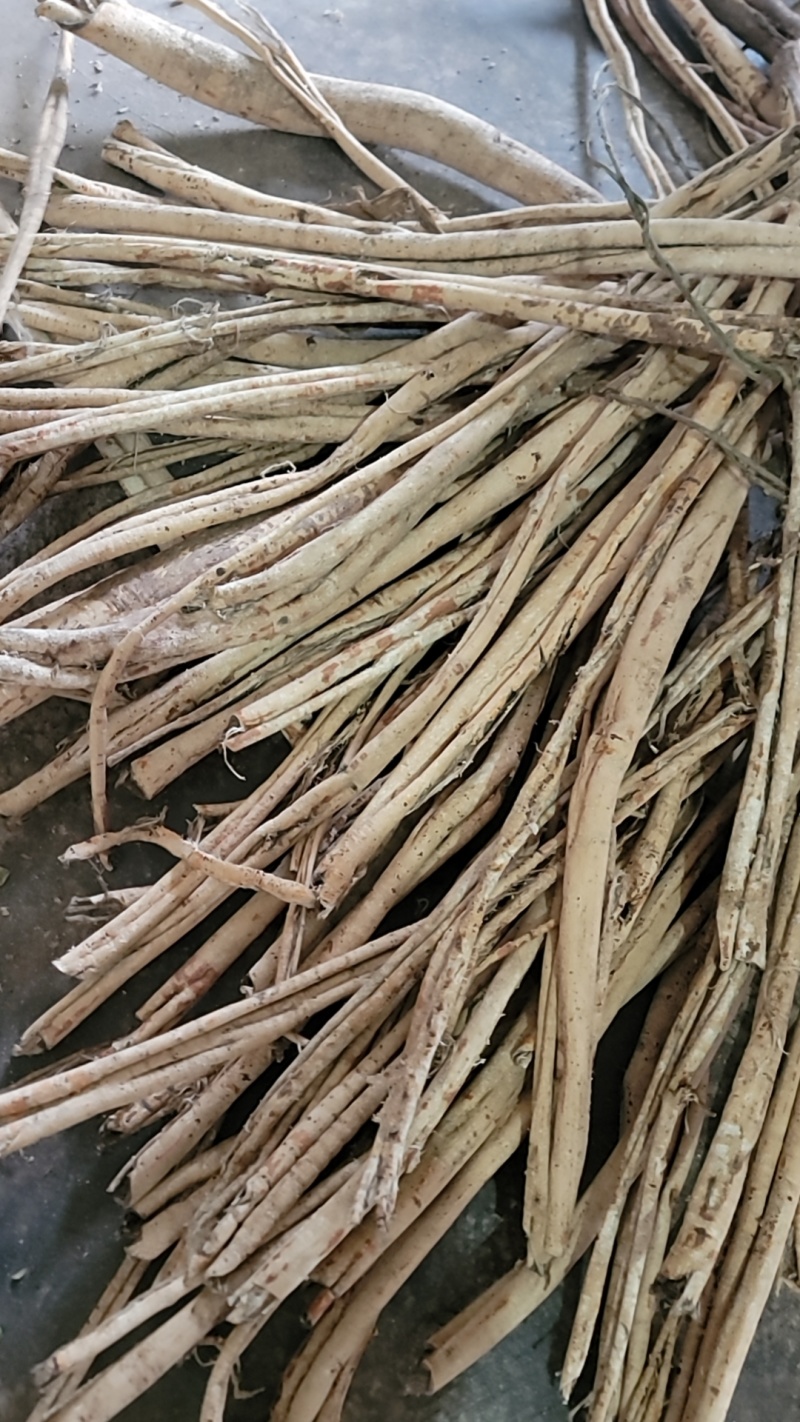 【桑白皮】野桑【产地直销】量大从优岩桑皮