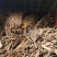 【桑白皮】野桑【产地直销】量大从优岩桑皮