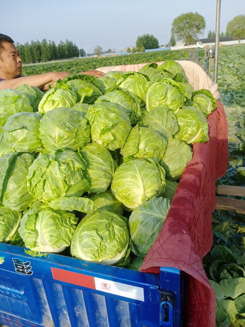 甘蓝圆白菜，包菜，河北沧州肃宁，农户自销