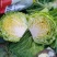 甘蓝圆白菜，包菜，河北沧州肃宁，农户自销