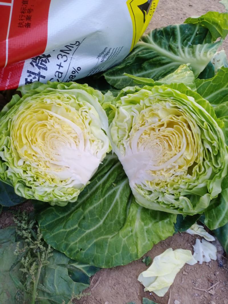 甘蓝圆白菜，包菜，河北沧州肃宁，农户自销