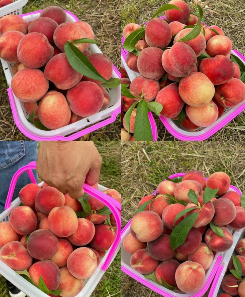 突围毛桃春雪水蜜桃，湖北精品桃子，现摘现发，全国代发