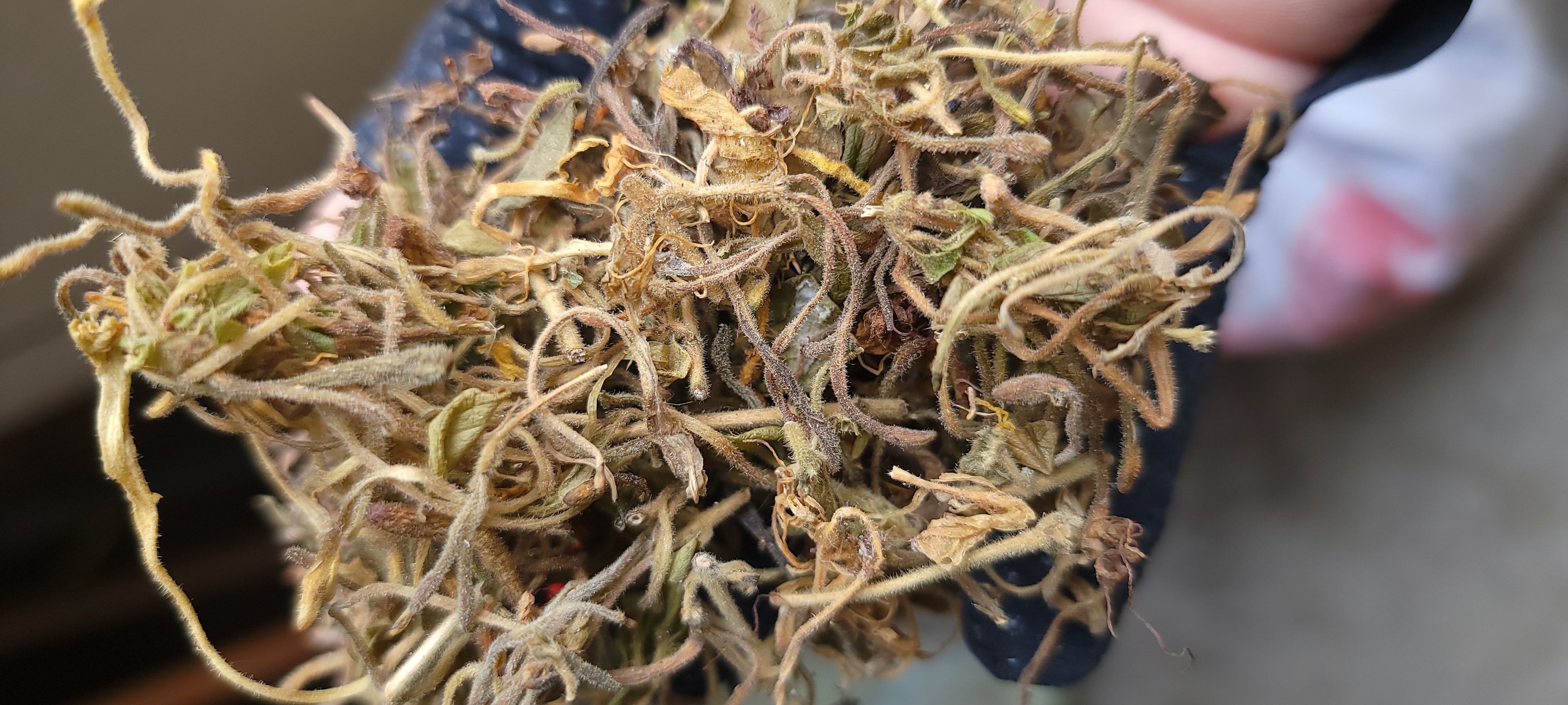 洒黄芩药材展示