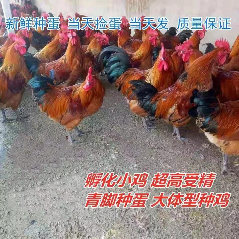 纯种红瑶鸡种蛋可孵化小鸡受精蛋散养土鸡蛋高产现捡现发破损