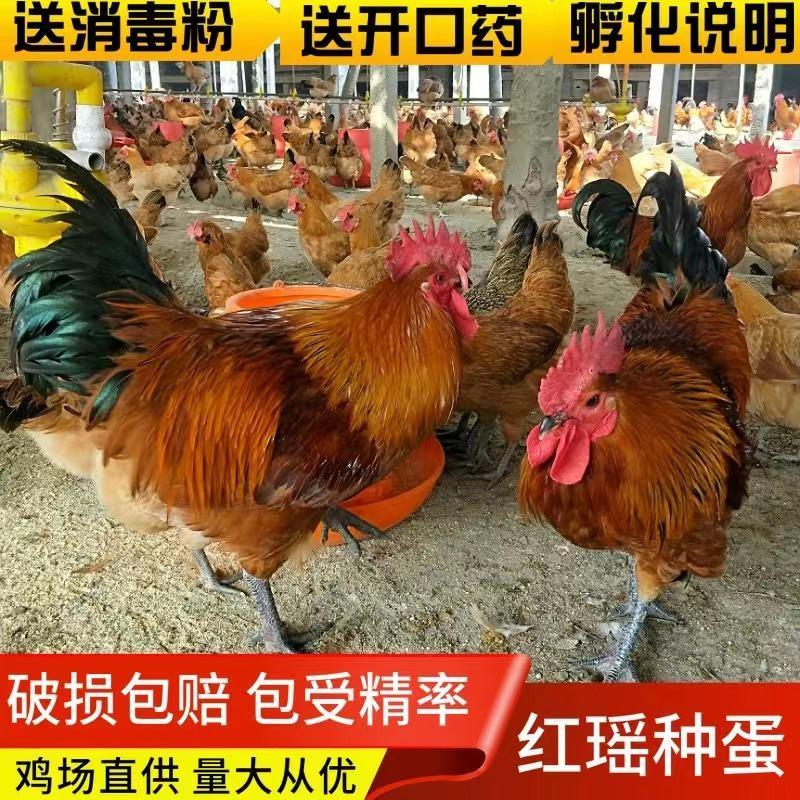 纯种红瑶鸡种蛋可孵化小鸡受精蛋散养土鸡蛋高产现捡现发破损