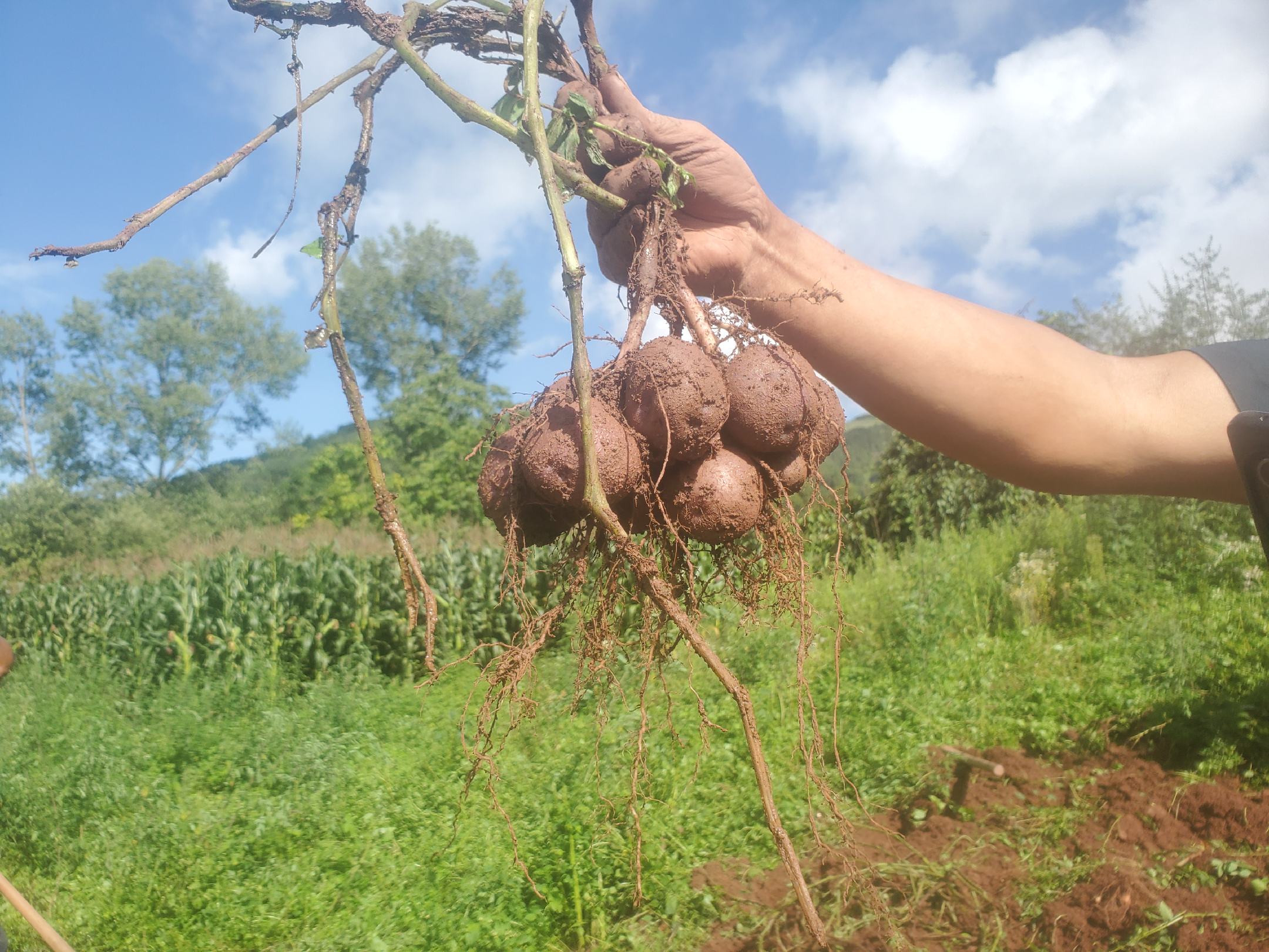 无人机航拍视角下的甘肃定西市安定区万亩黑土豆种植基地,整齐的田垄呈网格状分布,绿色藤蔓覆盖地表,在秋季阳光照射下泛着金光。远处可见丘陵地貌与小型蓄水池,近处有农民正在采收作业,田间插有品种标识牌,标注‘紫罗兰’字样 甘肃定西黑土豆种植基地航拍图