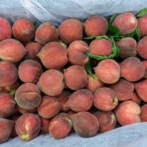 云南红宝石桃子五万斤左右产量，包园