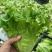 精品意大利生菜
