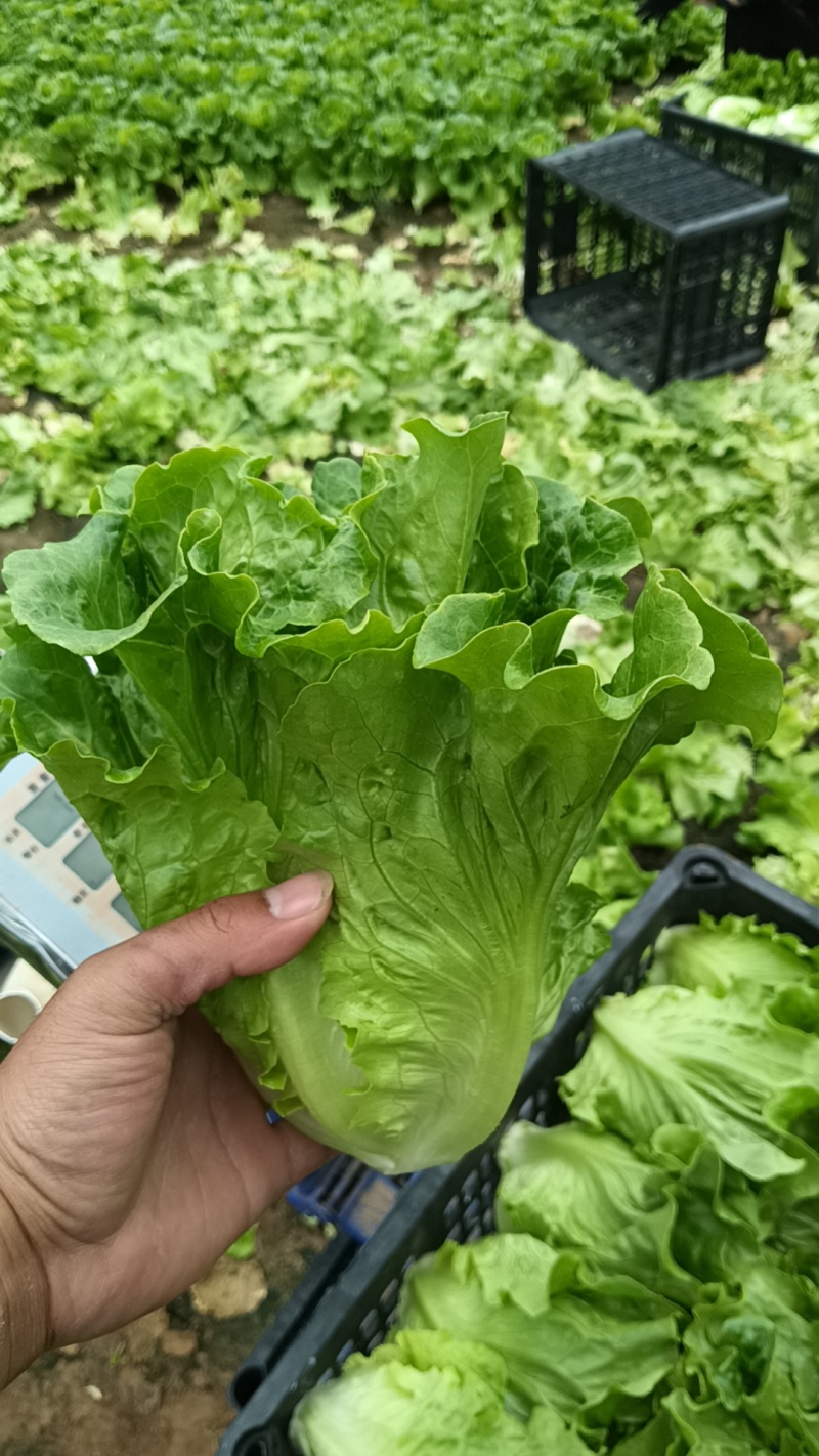 精品意大利生菜
