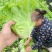 精品意大利生菜