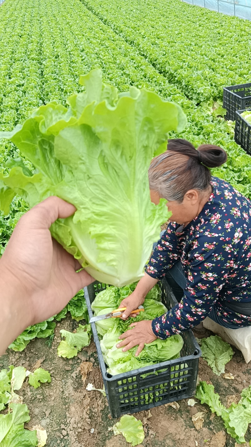 精品意大利生菜