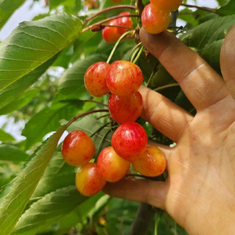 黄蜜露天黄蜜大量成熟