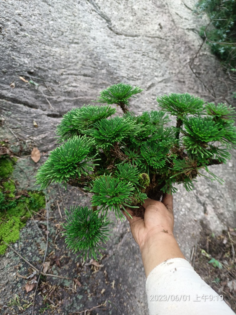 卷柏不同订货量，价格差异！货源充足量大从优欢迎老板选购