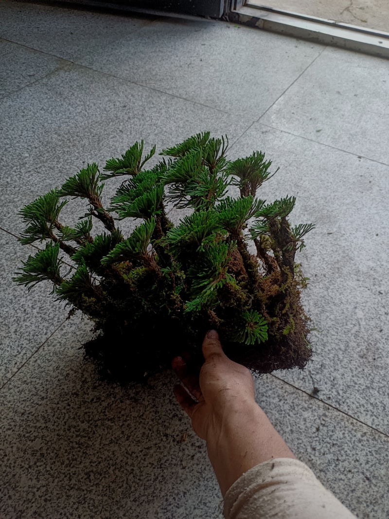 卷柏不同订货量，价格差异！货源充足量大从优欢迎老板选购