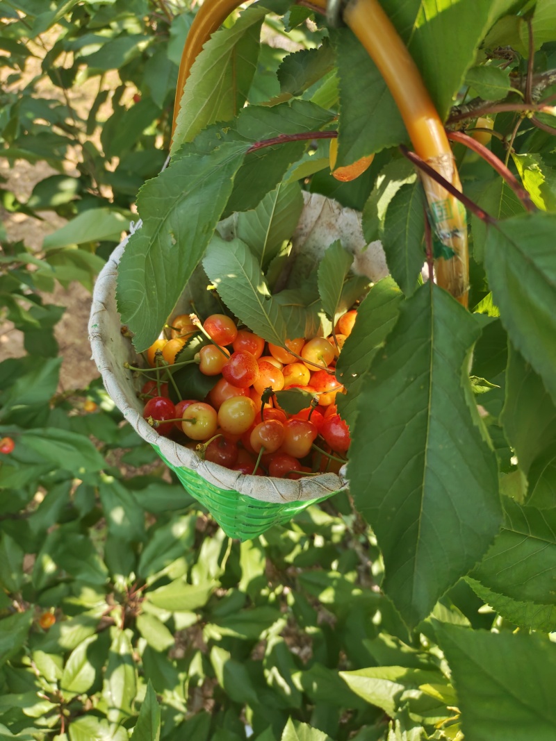 黄蜜露天黄蜜大量成熟