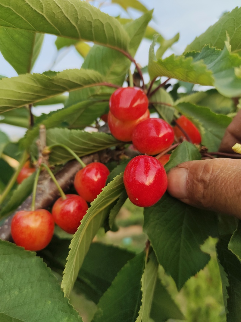 黄蜜露天黄蜜大量成熟