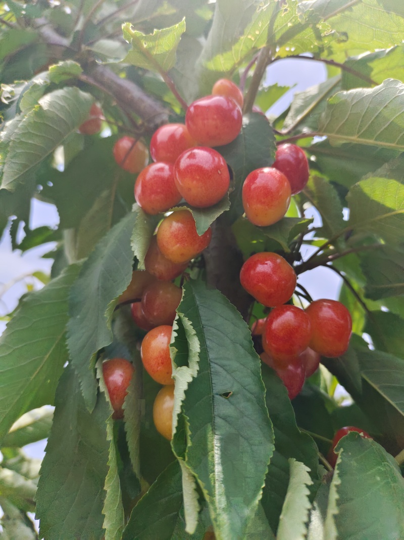 黄蜜露天黄蜜大量成熟