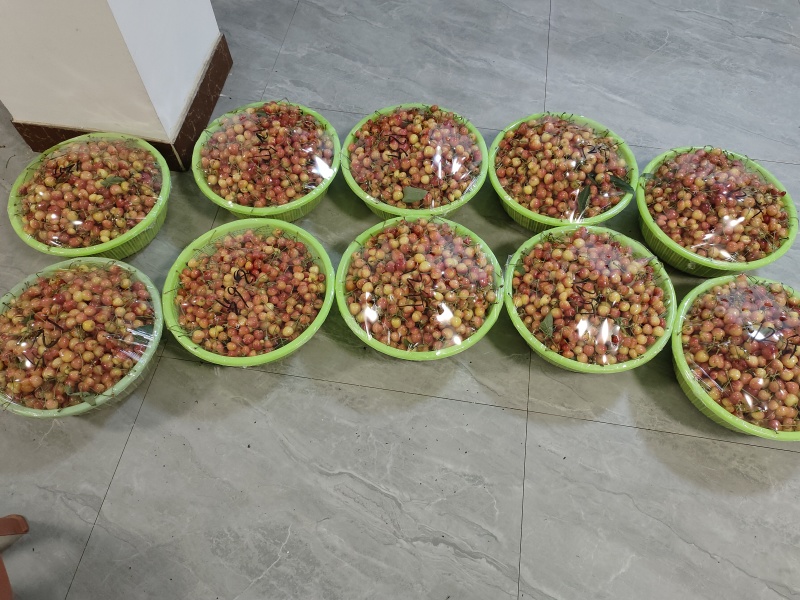 黄蜜露天黄蜜大量成熟