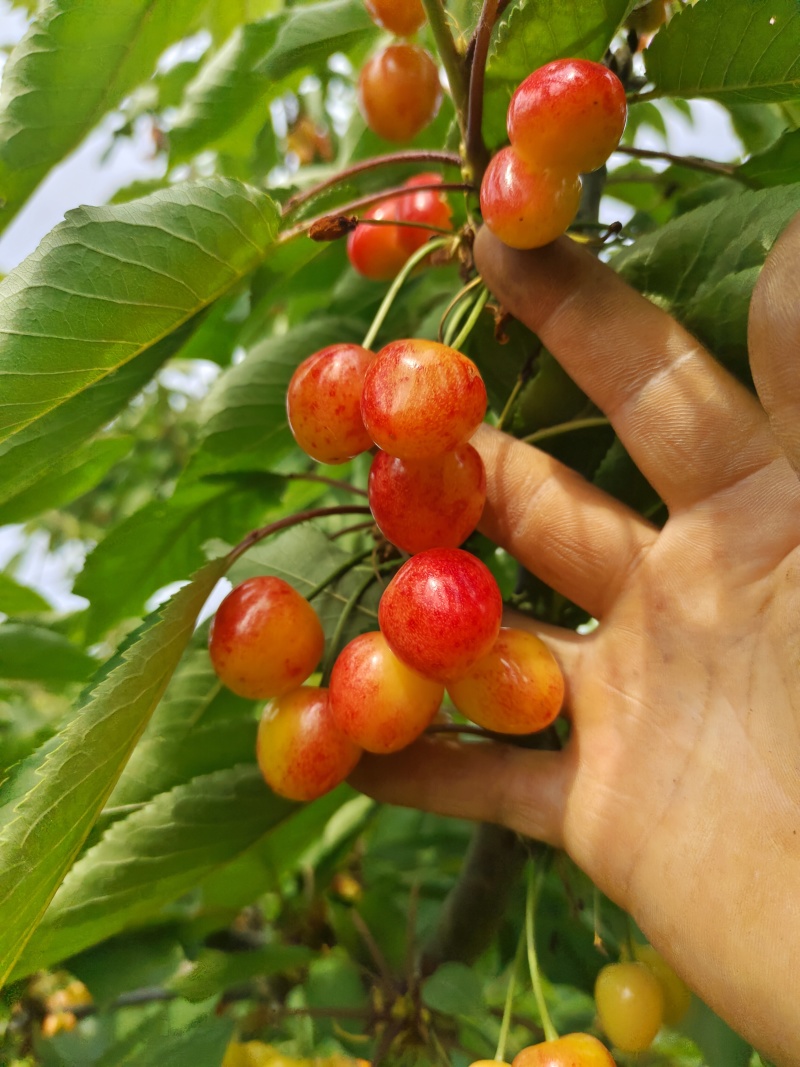黄蜜露天黄蜜大量成熟