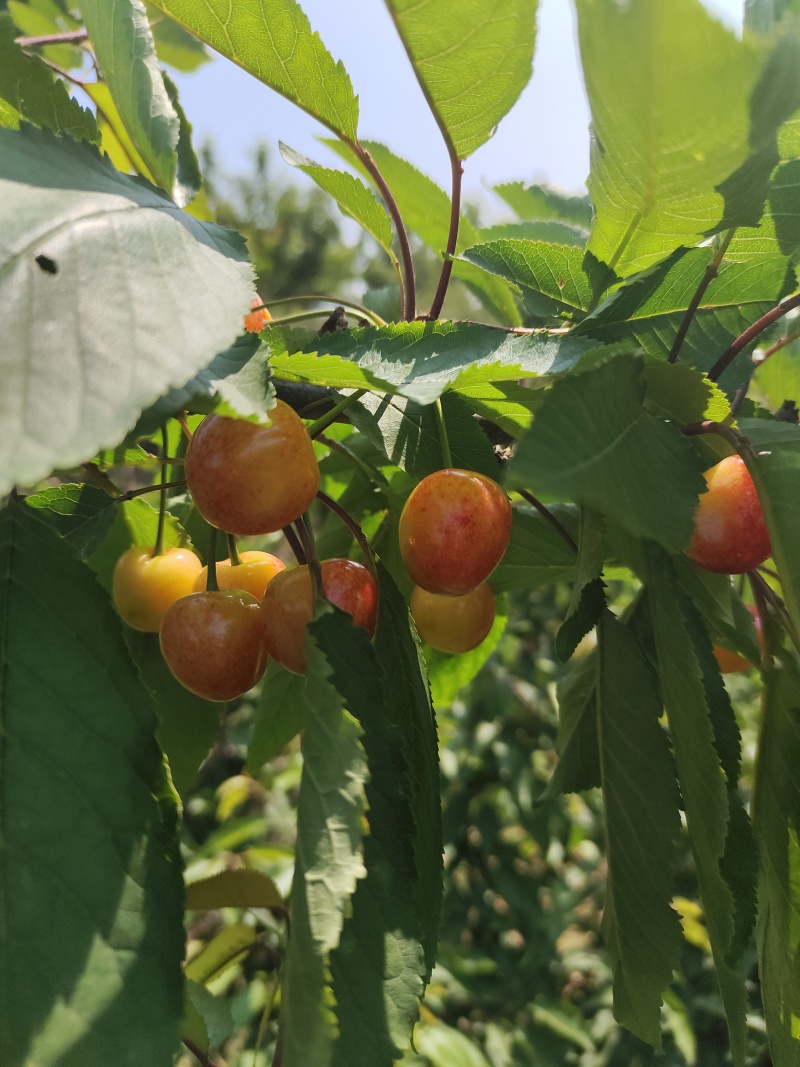 黄蜜露天黄蜜大量成熟