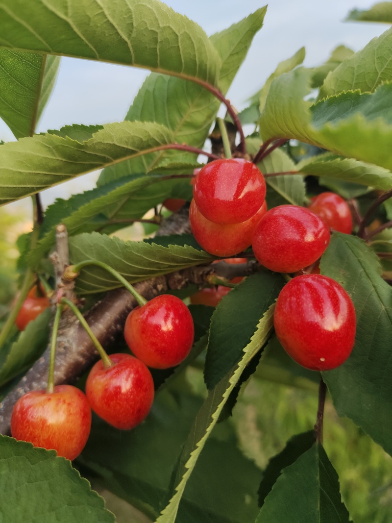 黄蜜露天黄蜜大量成熟