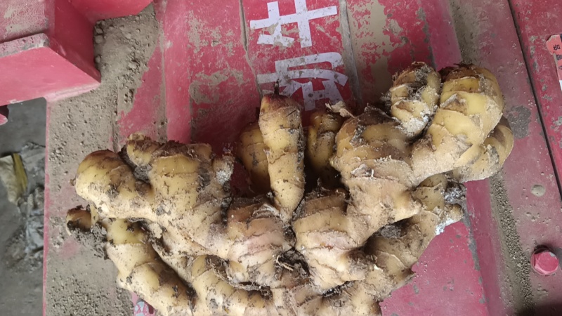 山东生姜产地直发现场加工对接商超电商批发市场一条龙
