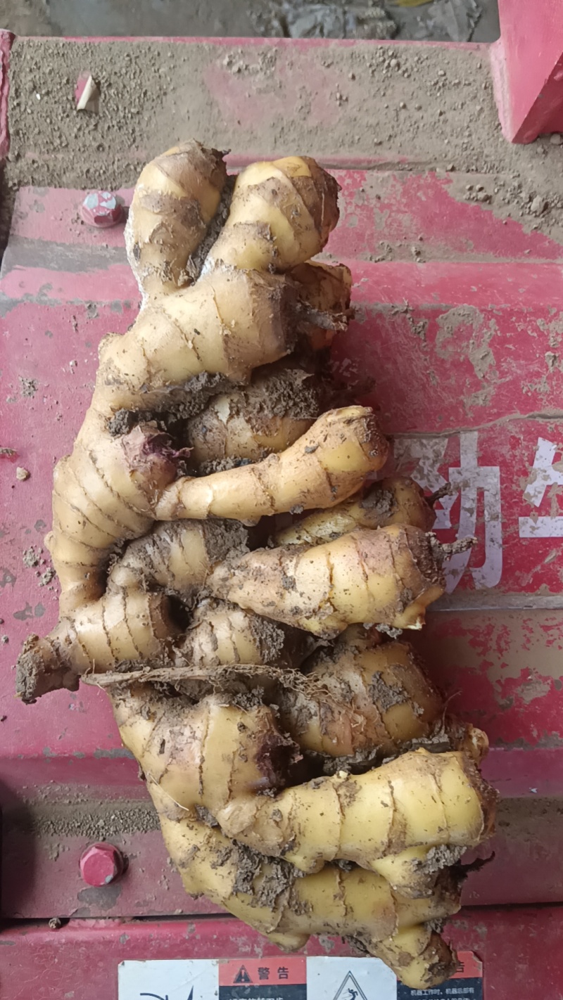 山东生姜产地直发现场加工对接商超电商批发市场一条龙