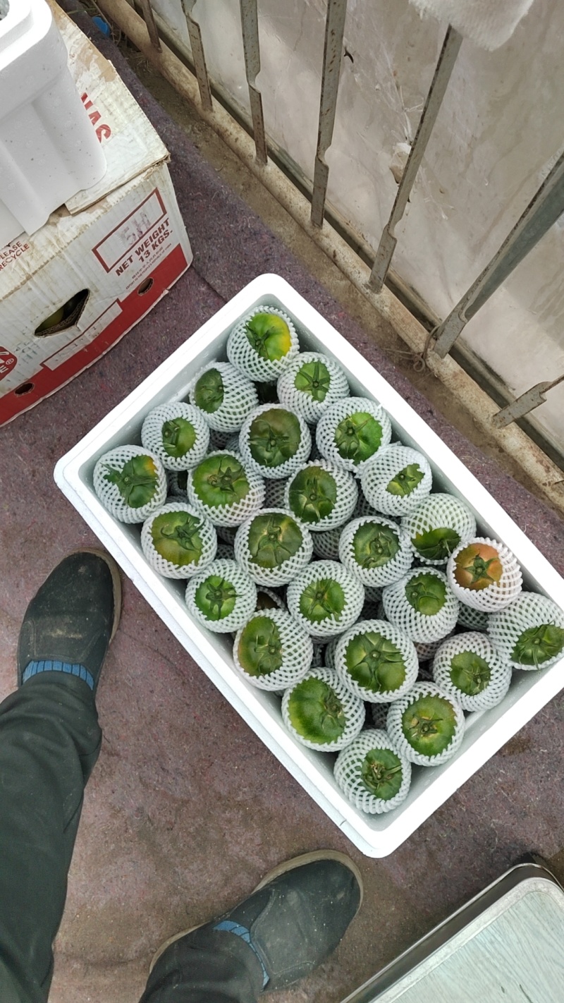 草莓柿子