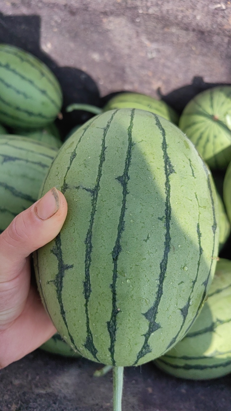 精品2K西瓜，珍珠红西瓜大量上市