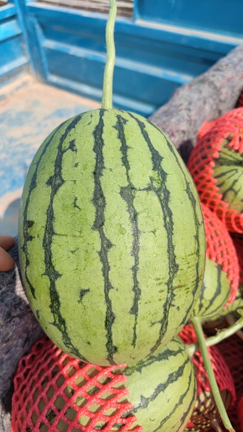 精品2K西瓜，珍珠红西瓜大量上市