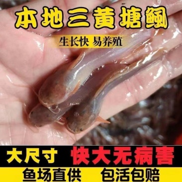 土塘鲺本地塘角鱼苗三黄塘角鱼大量供应场地直销