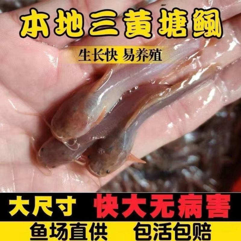 土塘鲺本地塘角鱼苗三黄塘角鱼大量供应场地直销