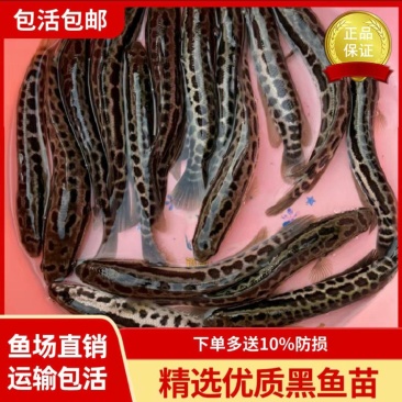 优质黑鱼苗乌鱼苗规格均匀快大好养抗病能力强