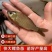 鲫鱼苗大板鲫鱼苗中科五号中科三号大量供应