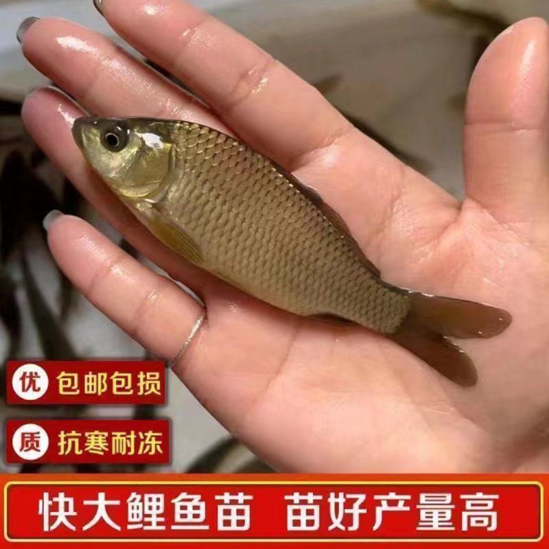 鲫鱼苗大板鲫鱼苗中科五号中科三号大量供应
