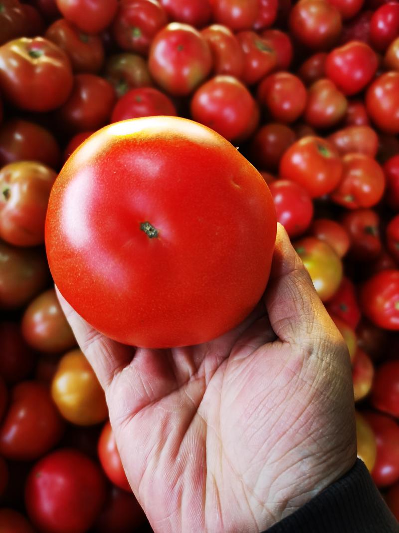费县硬粉西红柿，自家基地种植货源充足稳定，质量优良严选品