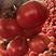 费县硬粉西红柿，自家基地种植货源充足稳定，质量优良严选品