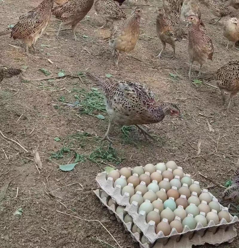 山东济南商河县七彩山野鸡蛋，养殖场发货，高峰期，初产蛋