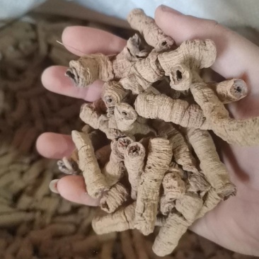 中药材批发零售巴戟天，巴戟肉，中药材巴戟