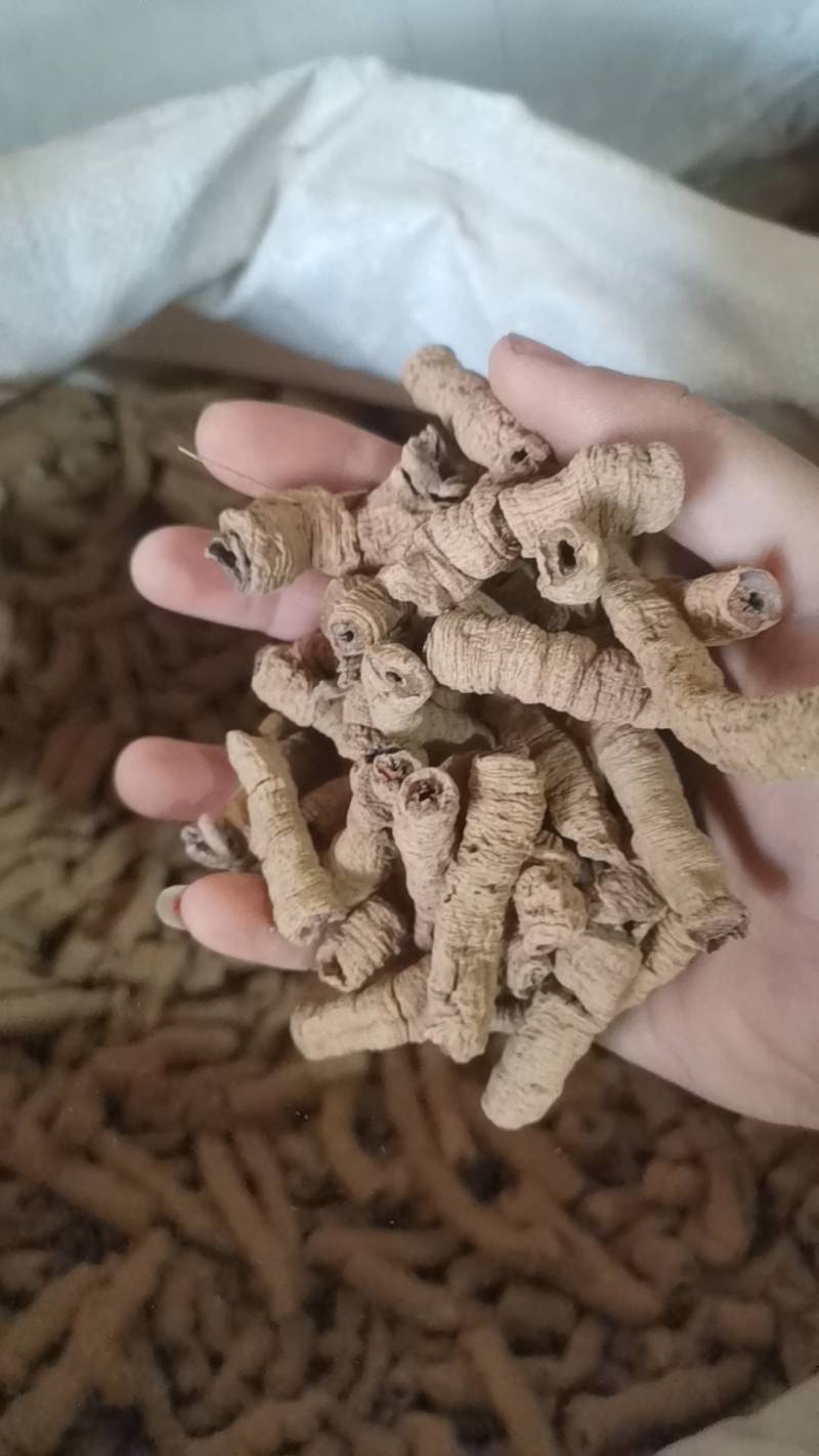 中药材批发零售巴戟天，巴戟肉，中药材巴戟