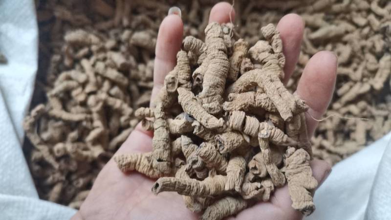 中药材批发零售巴戟天，巴戟肉，中药材巴戟